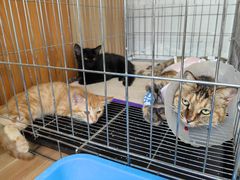 -康乐宝动物医院