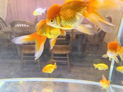 -Lamant Manor已闻花名關於藍