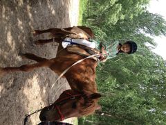 静安马场-沈阳静安马场