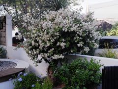 -自由生长植物工作室(深港花卉中心店)