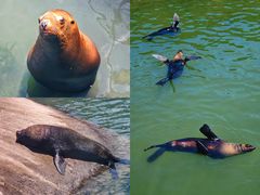 -西霞口神雕山野生动物世界