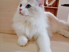 -瞄一喵猫咖(格力海岸店)