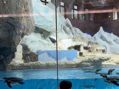 -帝企鹅自助餐厅•儿童岛•真企鹅(长隆企鹅酒店)