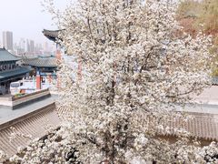 -白塔山公园