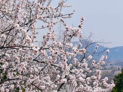 -白水寺森林公园