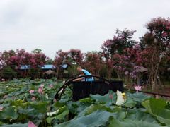 荷塘水车-武汉紫薇都市田园