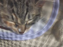 -瑞派宠物医院·犬猫全科·猫友好(宾水西道店)