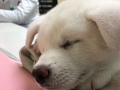 -瑞派宠物医院·24h·骨外科·皮肤科·全科宠物医疗转诊中心(沈阳浑南院)