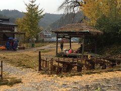 -千年银杏谷文化旅游区