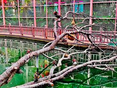 -南宫五洲植物乐园