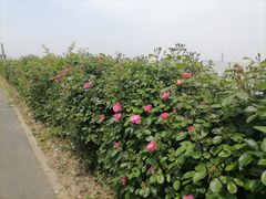 -上海滨江森林公园