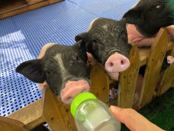 -萌宠亲子动物乐园(槐房万达店)