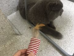 -谐和贝康宠物医院24小时·宠保定点(急重症转诊中心)
