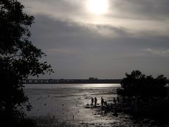 -宝安西湾红树林湿地公园