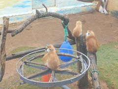-西霞口神雕山野生动物世界