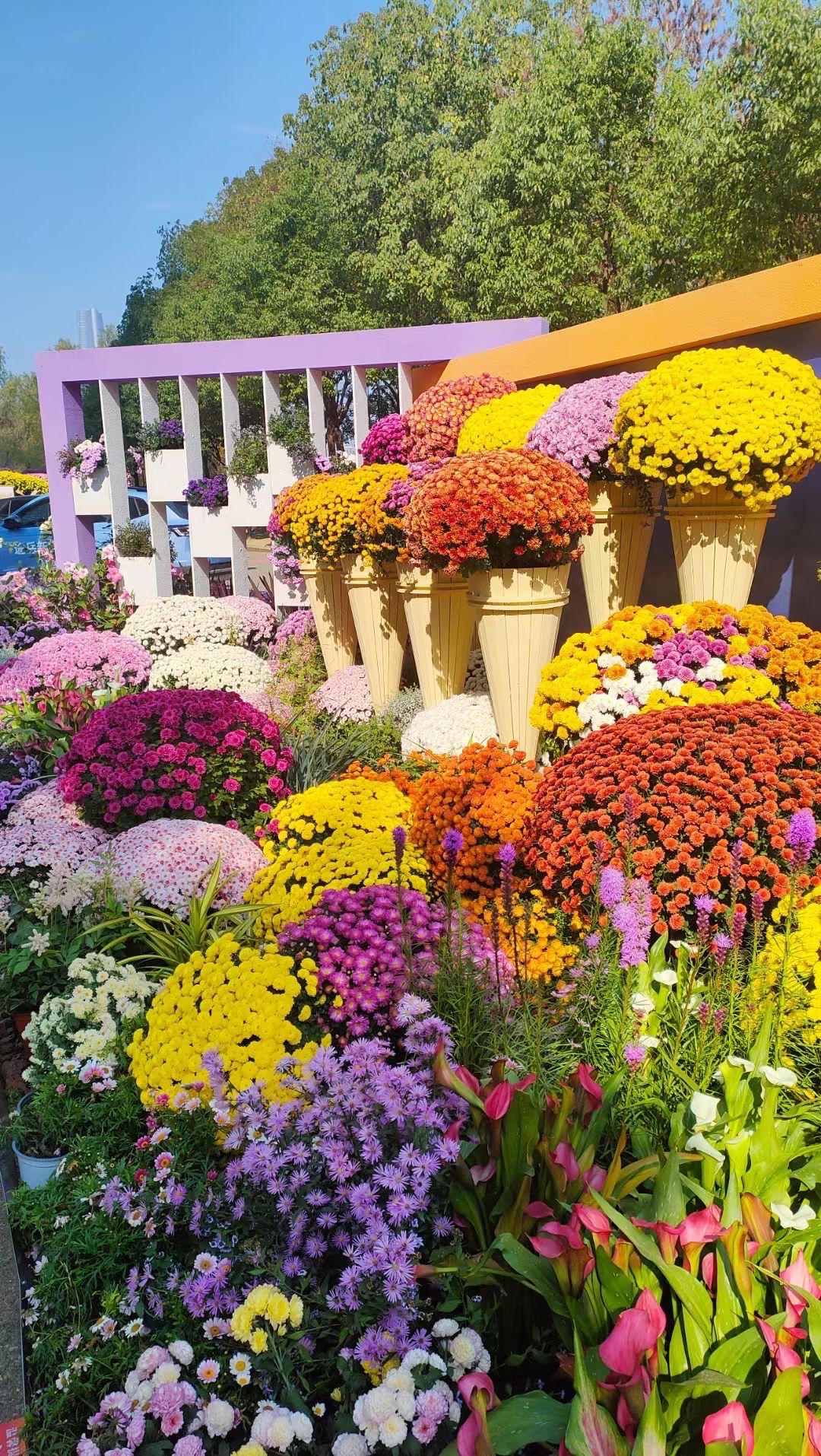 漫步花丛,心情美丽如画
