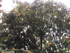-肯德基(经开店)