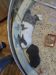 -卡通尼·Safari非洲探索乐园·生日会(金桥国际商业广场店)