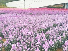 -野狸岛