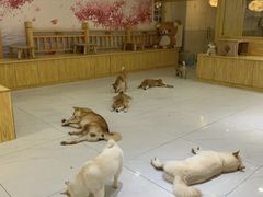 -柴源莊·柴小宠柴犬咖啡