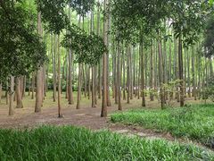-杭州植物园