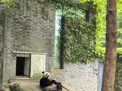 -都江堰中华大熊猫苑
