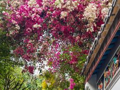 -深圳国际园林花卉博览园