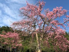 -珠海圆明新园