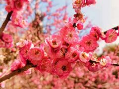 -桃花岭景区