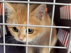 -纳吉亚猫专科动物医院博雅分院