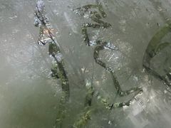 -呀路古热带植物园