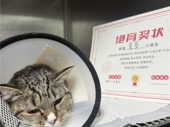 -宠颐生斯嘉宠物医院·急重症·心内科(谷阳北路分院)