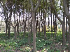 -昆山城市生态森林公园