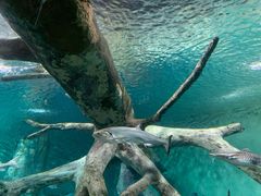 -上海海洋水族馆