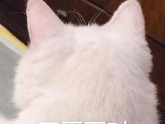 -点蹄擂椒猪脚饭(天虹汇一城店)