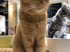 -藏猫猫咖啡主题馆(中央大道店)