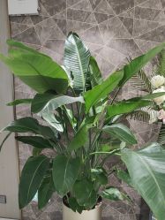 -云南吴氏嘉美医疗美容医院