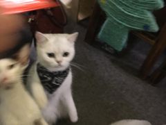 -猫色咖啡·猫咖