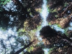 -武陵山森林公园