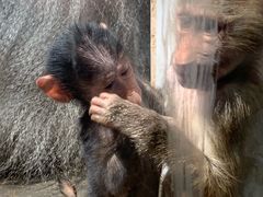 -西安秦岭野生动物园