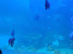 -左海海底世界