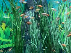 -上海海洋水族馆