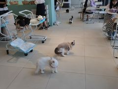 -怪兽屋·羊驼·猫咖·狗咖(俊华广场店)