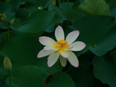 -荷塘月色湿地公园·向阳花洲