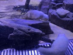 -上海海昌海洋公园