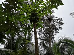 -东郊椰林