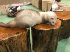 -藦茜花园宠物主题亲子互动体验馆(国顺东路店)