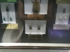 -上海昆虫博物馆