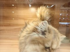 -猫十亿·布偶金渐层·曼基康矮脚猫舍(青年路店)