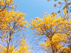 -王借岗森林公园